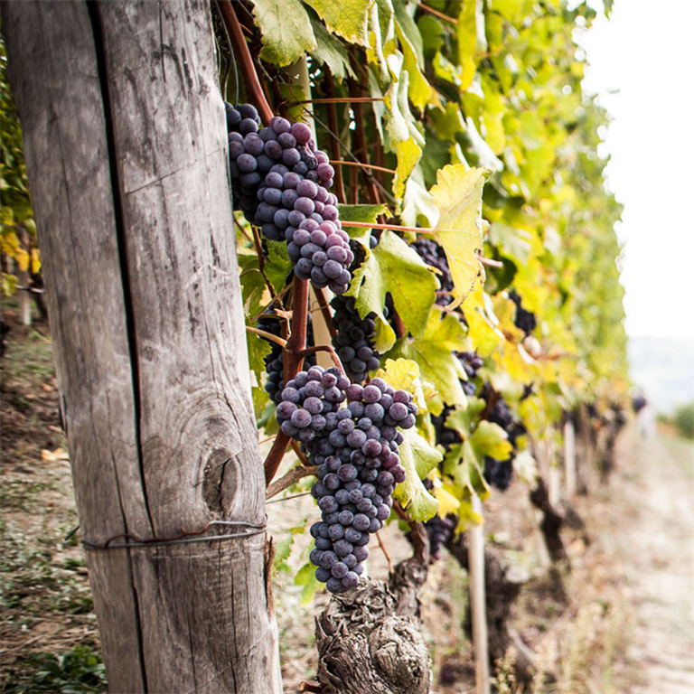 Le cooperative vitivinicole piemontesi tra le migliori cantine d’Italia