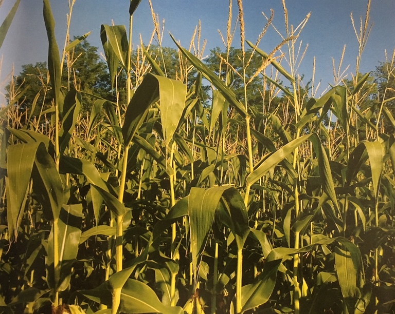 Nasce Piemonte Bio: i cereali biologici della Cooperazione piemontese