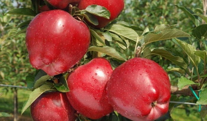 Mela Rossa Cuneo IGP protagonista a Macfrut 2019