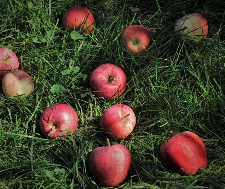 Proposte e passi concreti dal Tavolo della frutticoltura saluzzese