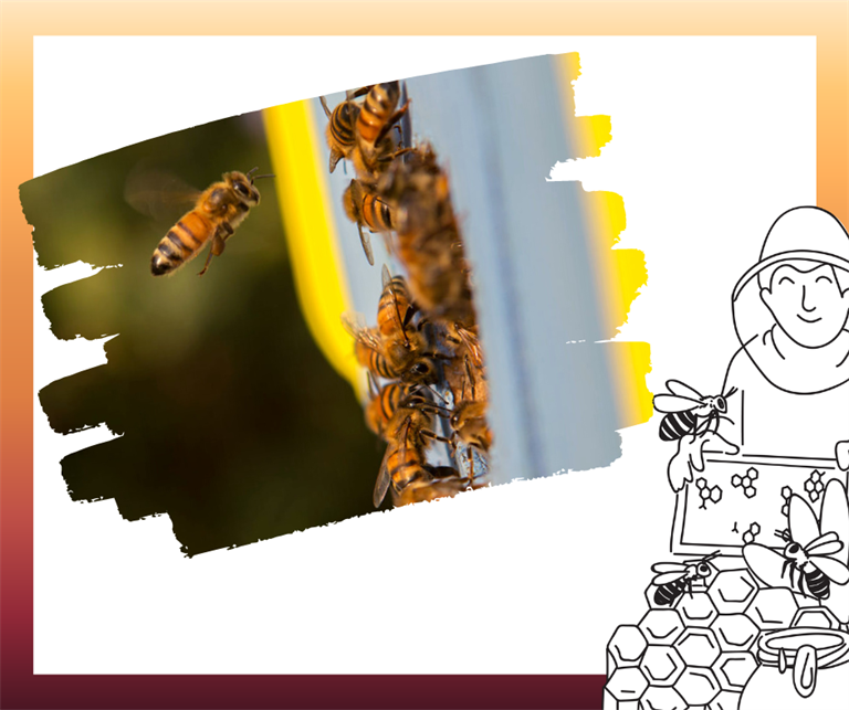 Corso di formazione avanzata sull’apicoltura, promosso da Piemonte Miele