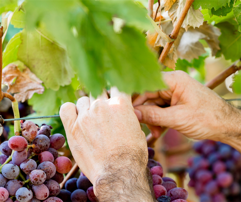 Confcooperative in prima linea per una vendemmia più giusta