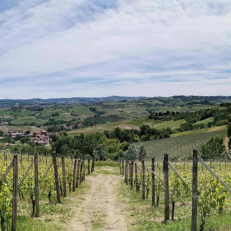 Innovazione e lavoro di squadra nella Cantina Terre del Barolo