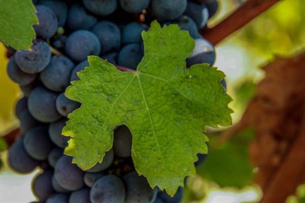 Una giornata tra Langhe e vigneti: torna Cammina Clavesana!