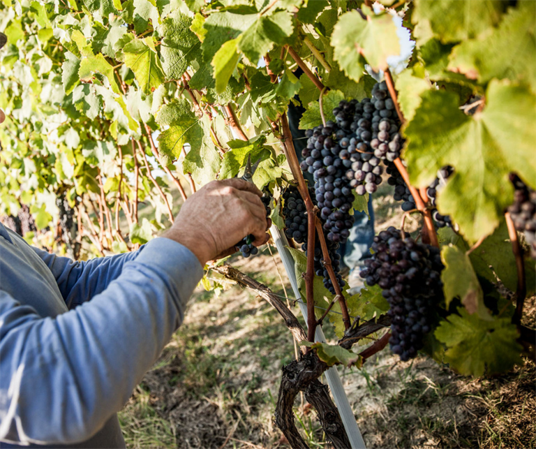 Nella cooperazione il segreto del successo: la storia della Cantina Pertinace di Treiso