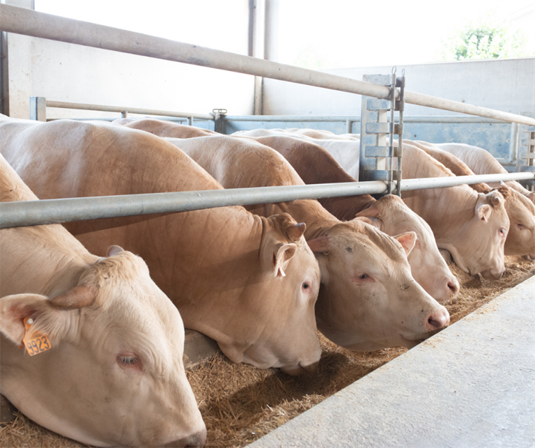 “Servono politiche lungimiranti”. Confcooperative Fedagripesca Piemonte al Tavolo regionale zootecnia da carne