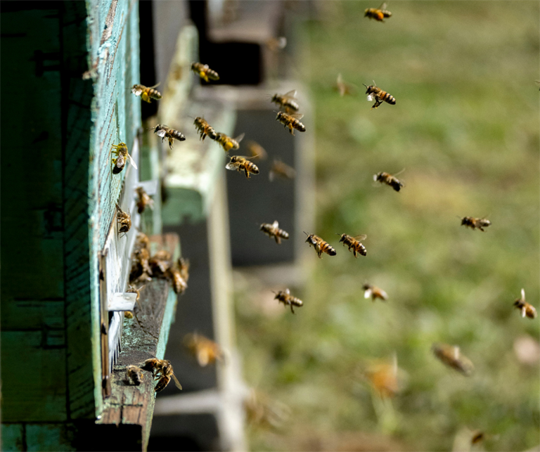 Confcooperative Piemonte in prima linea per la Tutela della Biodiversità e dei Pronubi