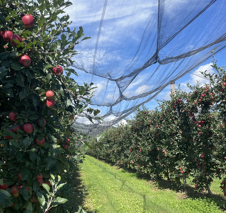 Frutta e ortaggi: una stagione positiva per le cooperative agricole piemontesi