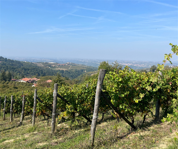 La vendemmia 2025 della cooperazione piemontese: qualità, sfide e innovazione