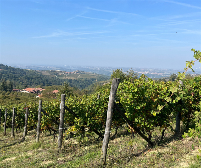 La vendemmia 2025 della cooperazione piemontese: qualità, sfide e innovazione