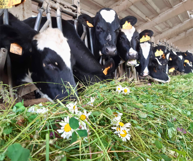 Filiera del Latte: al tavolo con il Ministero un’intesa per il primo trimestre 2026