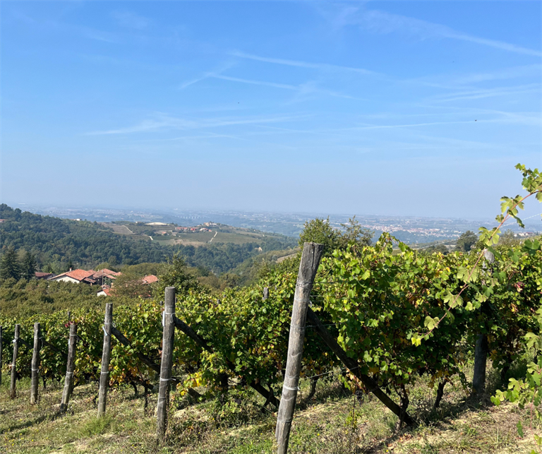 Agricoltura piemontese, Confcooperative Piemonte audita...