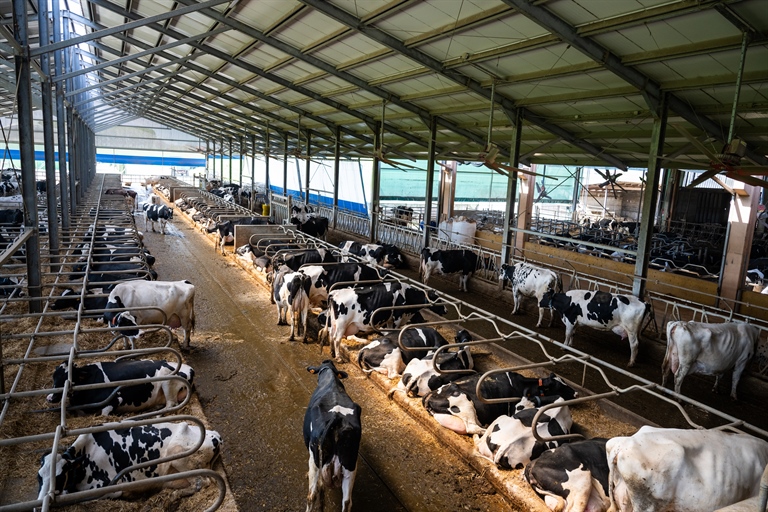 Crisi del latte: Confcooperative Piemonte chiede trasparenza e regole a tutela della filiera