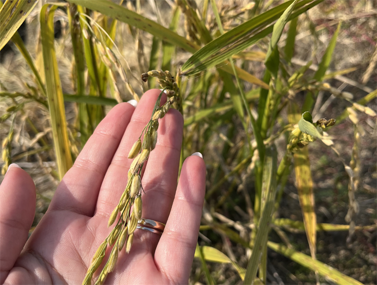 Riso italiano in crisi: serve una risposta europea