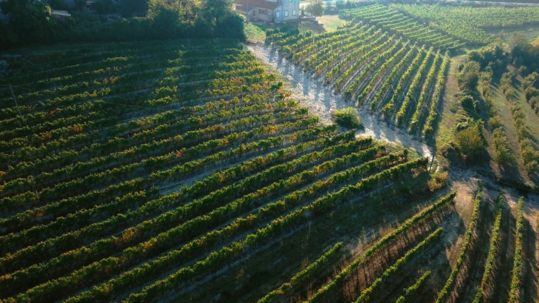 Instabilità comparto vitivinicolo: servono risposte...