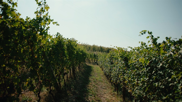 Vino piemontese e clima: dal confronto in Regione la richiesta di risposte strutturali per il comparto