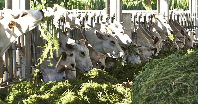 Novità nel settore zootecnico