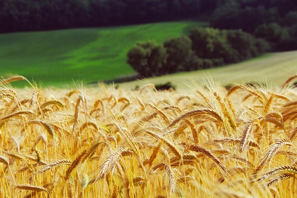 Cereali, dal campo alla tavola