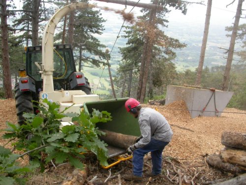 Gestione sostenibile della foresta: l’esempio della Società Cooperativa La Foresta